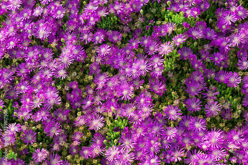 violet common aster wildflower super bloom