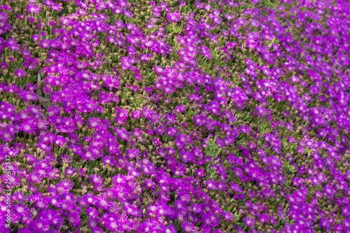 open field of the california super bloom