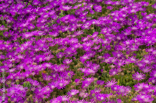 open field of the california super bloom © reggie
