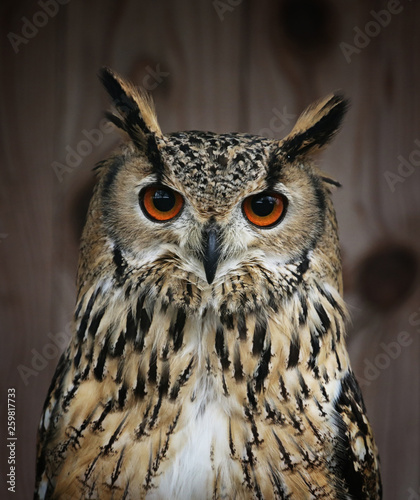 portrait of an owl 