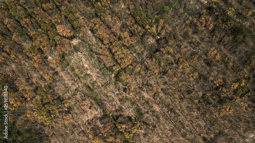 Dry forest ,  autumn forest in aerial view