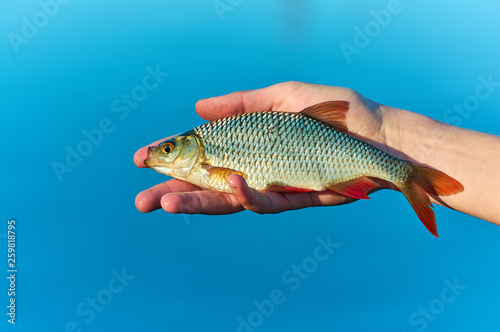 rudd fish (Scardinius erythrophthalmus)  in the hand of angler.  Float fishing early spring. Blue background lake.