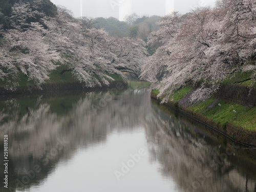 千鳥ヶ淵 桜