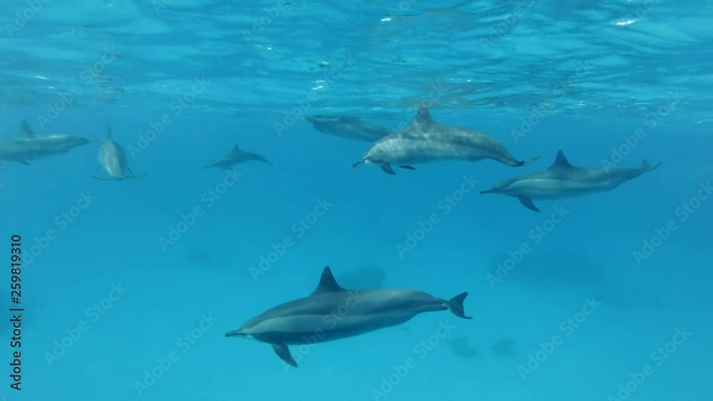 Group of dolphins plays under surface of blue water. Spinner Dolphin (Stenella longirostris), Underwater shot. Red Sea, Sataya Reef (Dolphin House) Marsa Alam, Egypt, Africa Group of dolphins plays under surface of blue water. Spinner Dolphin (Stenella longirostris), Underwater shot. Red Sea, Sataya Reef (Dolphin House) Marsa Alam, Egypt, Africa