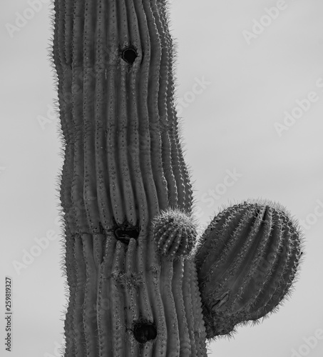 Beautiful Succulents from Arizona