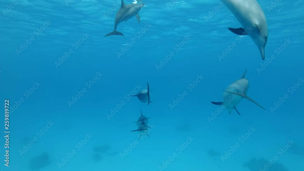 Group of juvenile dolphins playing under surface in blue water. Spinner Dolphin (Stenella longirostris), Underwater shot, Red Sea, Sataya Reef (Dolphin House) Marsa Alam, Egypt, Africa Group of juvenile dolphins playing under surface in blue water. Spinner Dolphin (Stenella longirostris), Underwater shot, Red Sea, Sataya Reef (Dolphin House) Marsa Alam, Egypt, Africa
