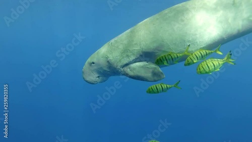 Slow motion, Sea Cow (Dugong dugon) accompanied by a school of fish Golden Trevally (Gnathanodon speciosus) slowly swims in the blue water. Underwater shot, Closeup, Follow shot. Red Sea photo