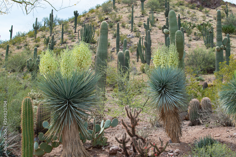 Fototapeta premium Beautiful Succulents from Arizona
