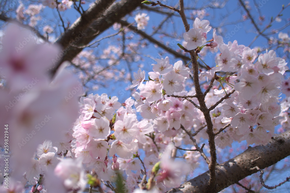 桜（Cherry Blossoms）