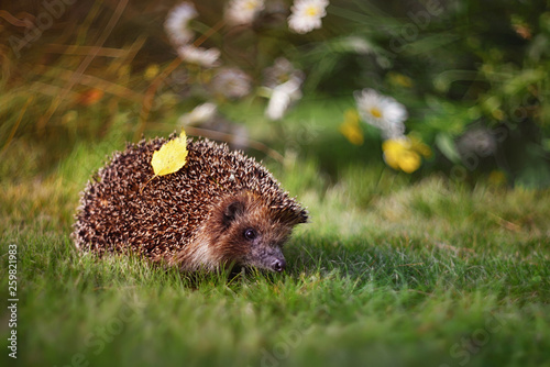 Hedgehog in the garden among the flowers