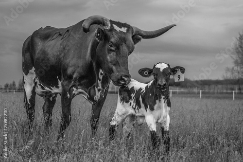 black and white Texas long horn