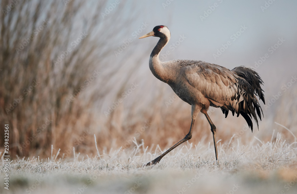 Common crane (Grus grus) Common crane (Grus grus)