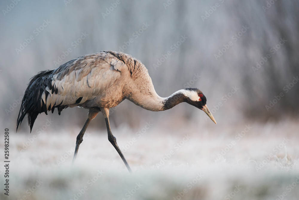 Obraz premium Common crane (Grus grus)