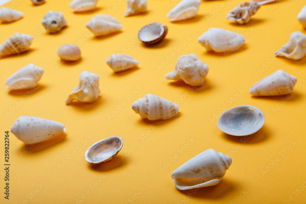 seashells on orange background. Summer holidays concept. Sunny sea holidays background. 
