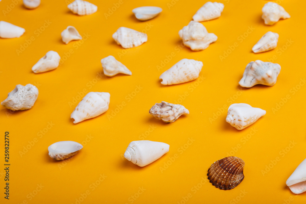 seashells on orange background. Summer holidays concept. Sunny sea holidays background. 
