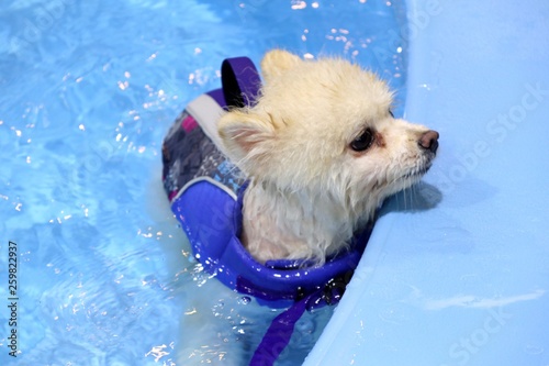Pomeranian dog swimming in the pool