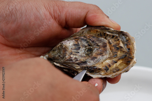 oyster shucking with bare hands