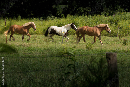 Cades Cove Horses - Great Smoky Mountains National Park