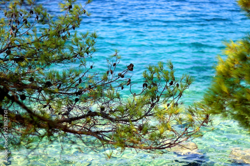 Fototapeta Naklejka Na Ścianę i Meble -  Pine tree growing in front of the sea. Selective focus, vibrant colors.