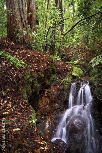 Redwoods and Spring Waterfall in Big Basin State Park, Santa Cruz Mountains