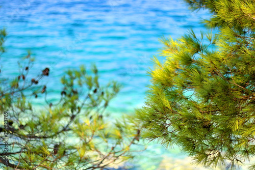 Pine tree growing in front of the sea. Selective focus, vibrant colors.