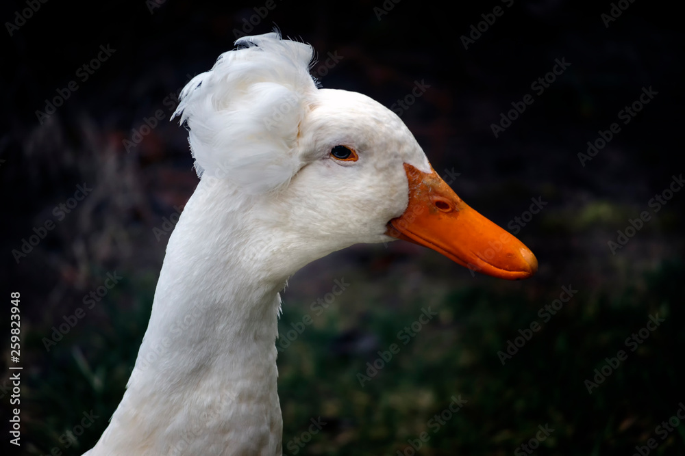 Crested Duck Portrait