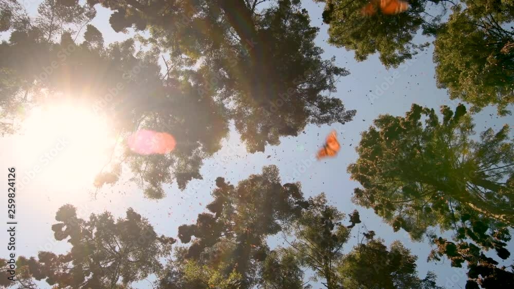 monarch butterflies forest at sunset
