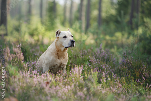 Dog in the woods in the heather. Cute Pit Bull Terrier on nature. Walk with pet
