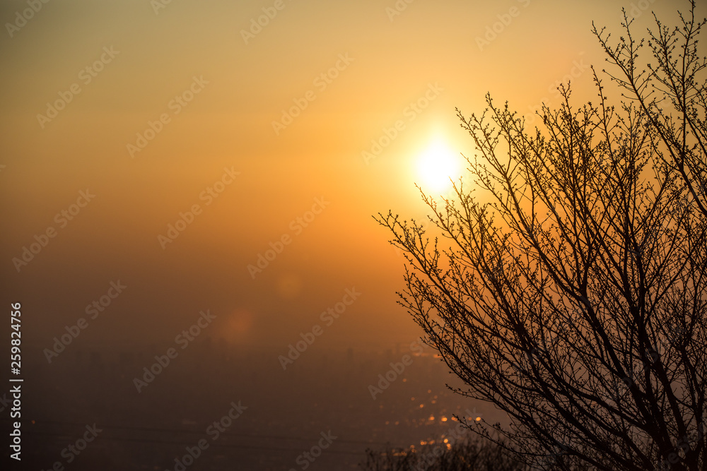 夕日と木々のシルエット1