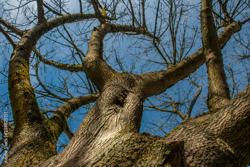 Looked up at the pattern of the big tree.