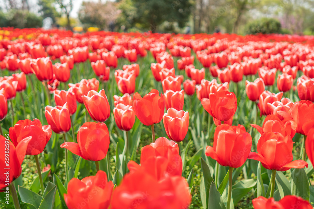 Tulips in spring