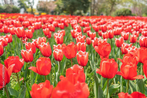 Obraz na płótnie Tulips in spring w salonie