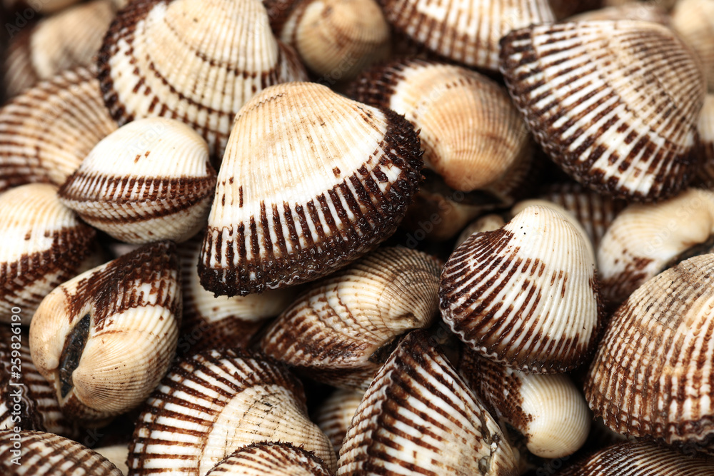 Scapharca subcrenata food background Scapharca subcrenata food background