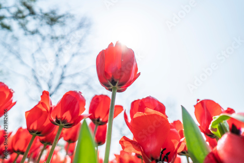 Tulips in spring