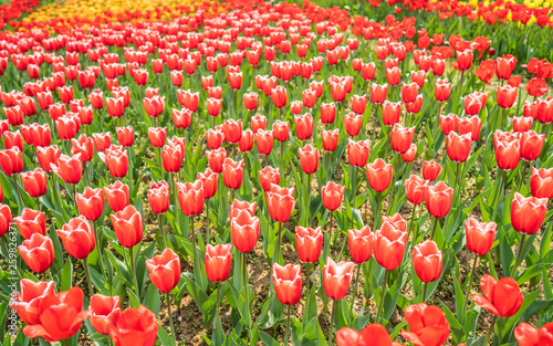Obraz na płótnie Tulips in spring w salonie