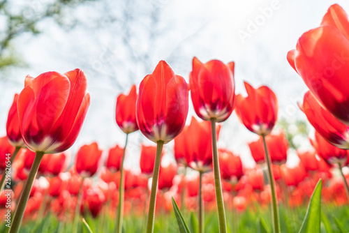 Obraz na płótnie Tulips in spring w salonie