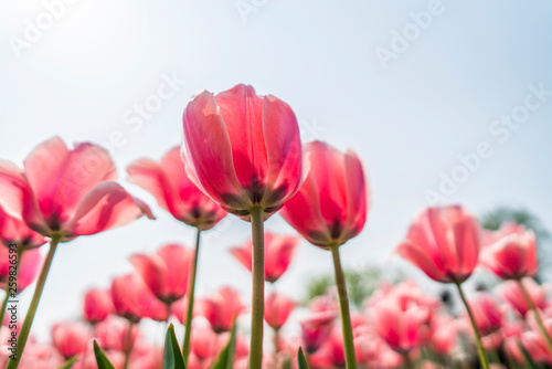 Tulips in spring