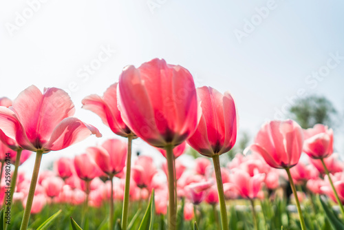 Tulips in spring © NAYUKIFILMS