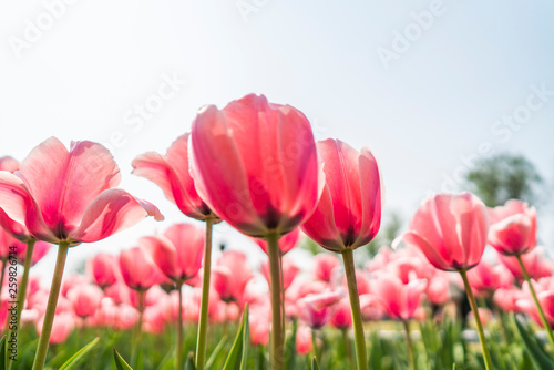 Tulips in spring