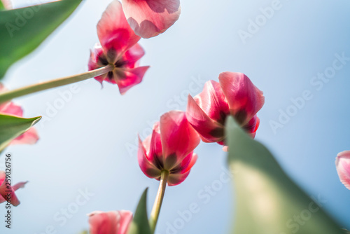 Tulips in spring