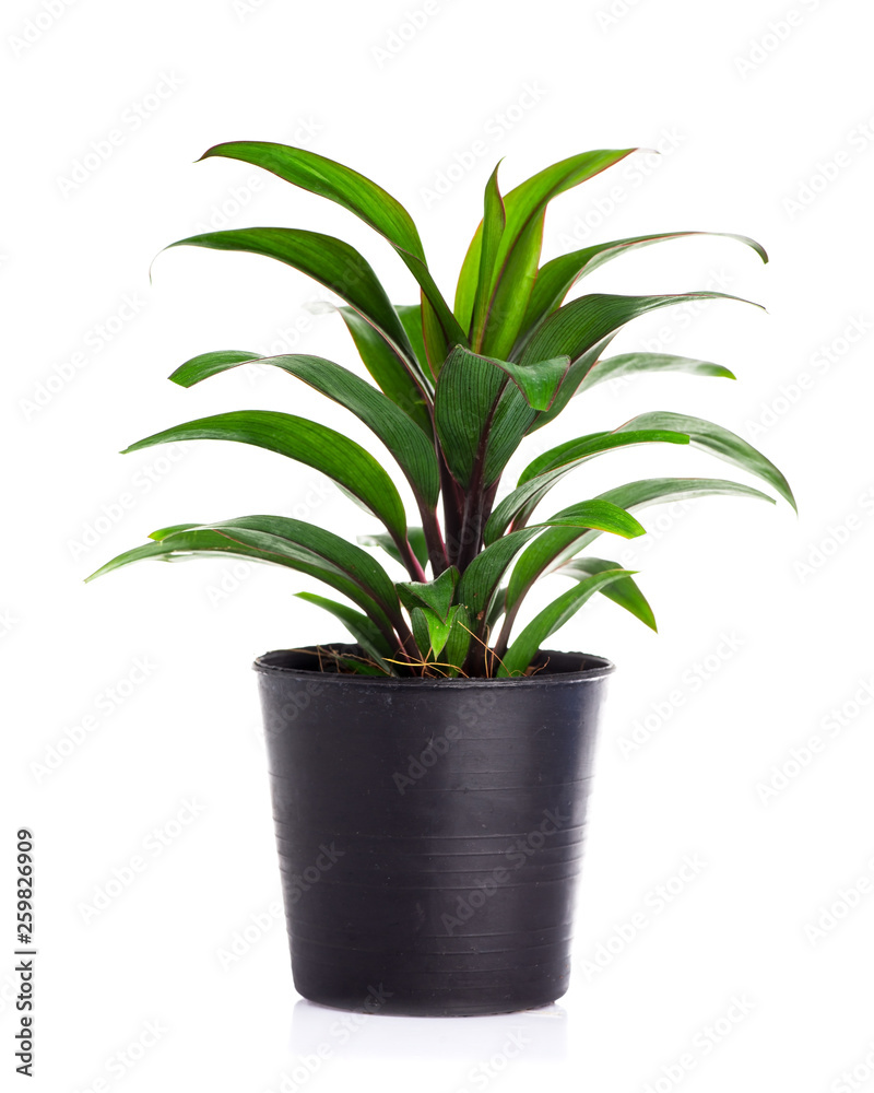 Plant in pot isolated on white background. Plant in pot isolated on white background.
