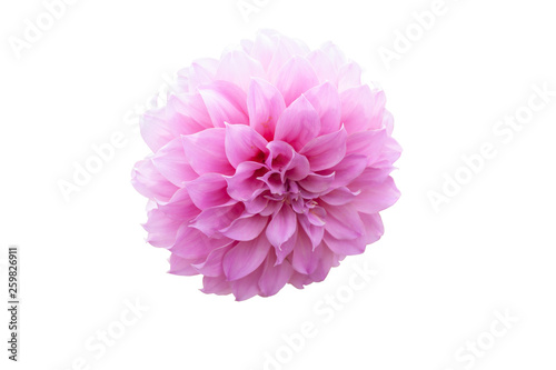 Beautiful pink dahlia flower isolated on white background included clipping path.