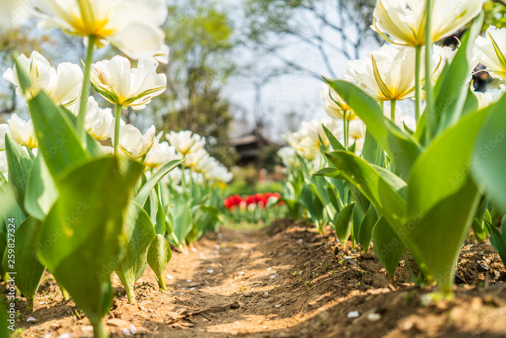 Tulips in spring