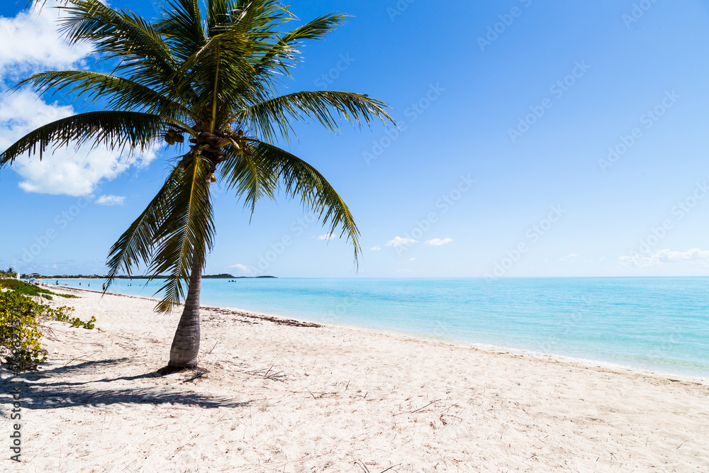 Palm tree at tropical beach.