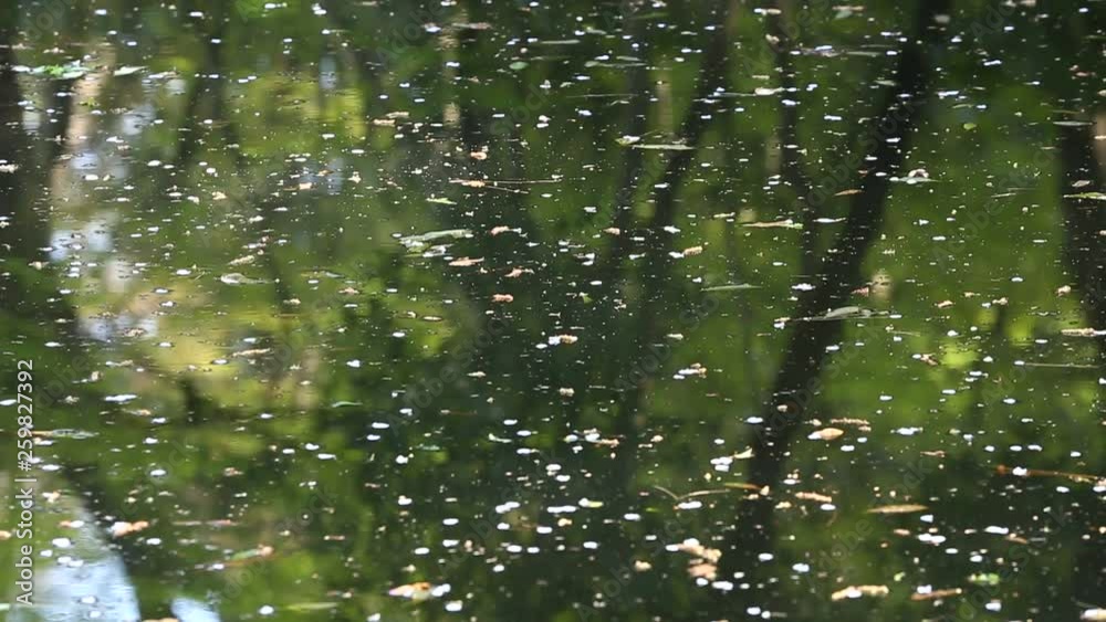 森の中の池 森の中の池