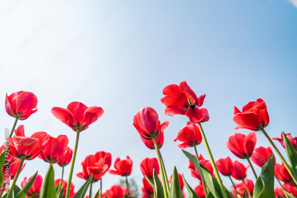 Tulips in spring