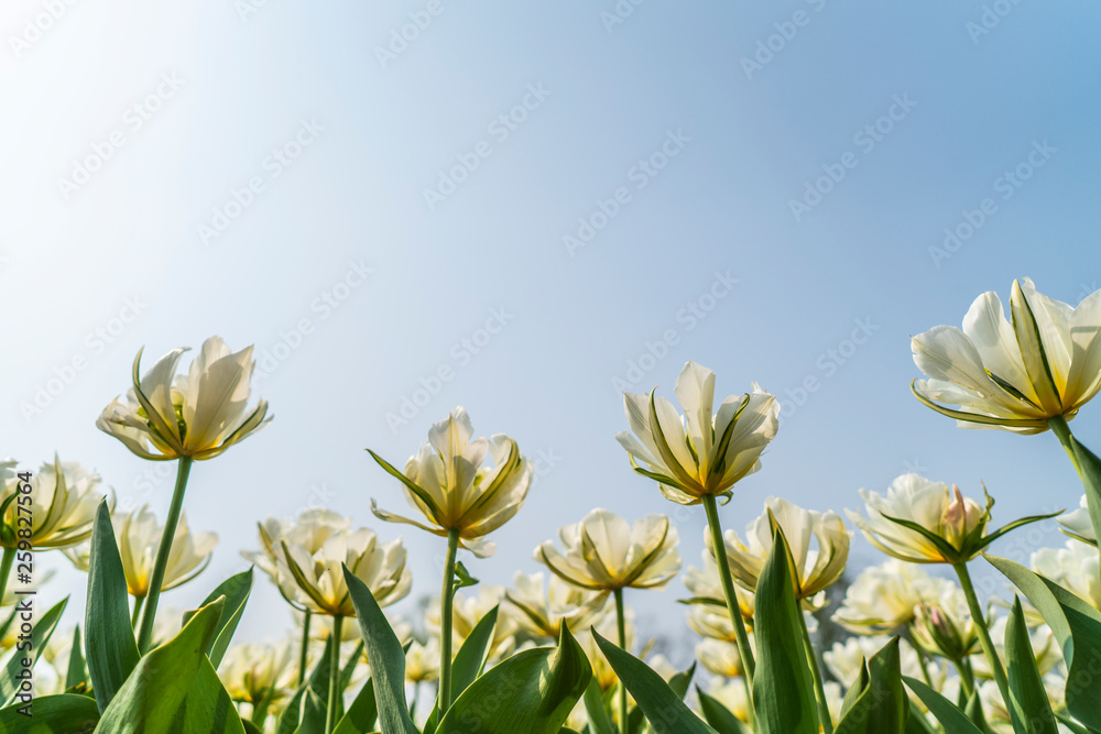 Tulips in spring