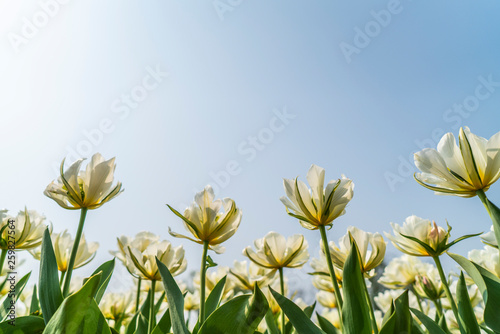Obraz na płótnie Tulips in spring w salonie