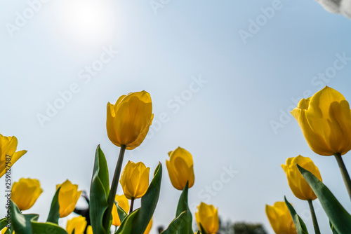 Obraz na płótnie Tulips in spring w salonie