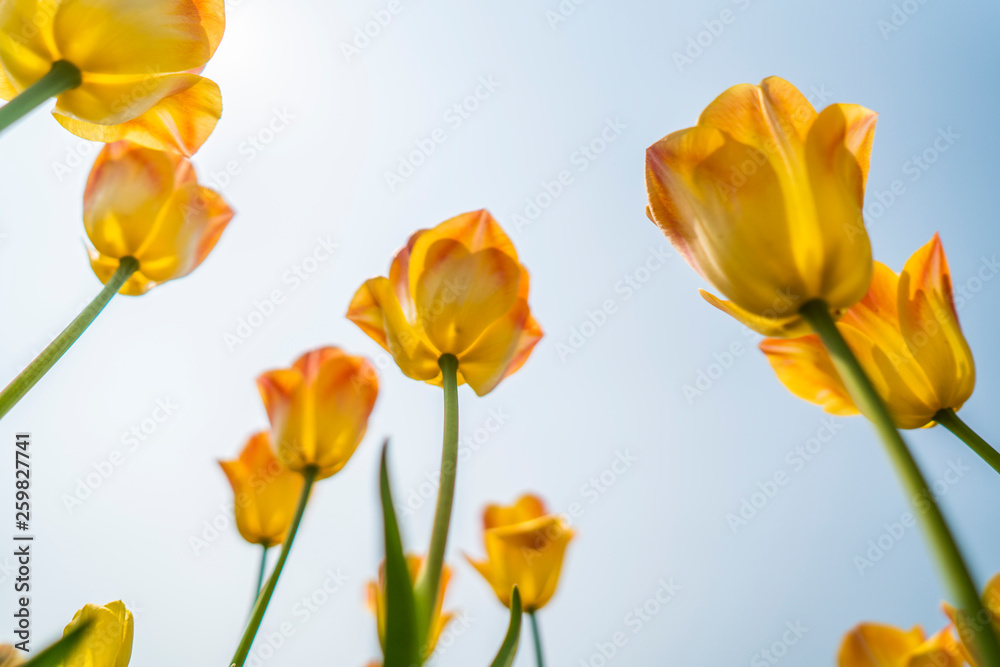 Tulips in spring